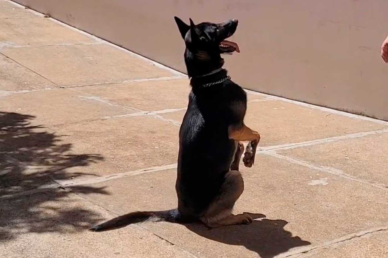 Adestramento canino: Comandos básicos