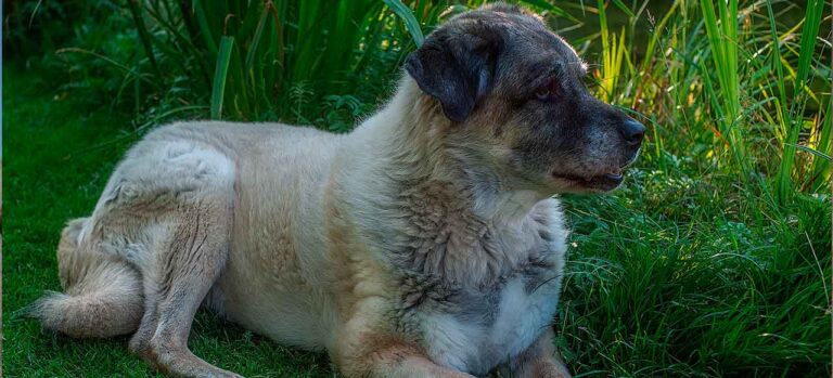 Ra As De Cachorro Kangal Conhe A Tudo Sobre Esse Gigante