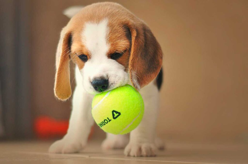 beagle é um cão inteligente mas deve ser estimulado desde de cedo