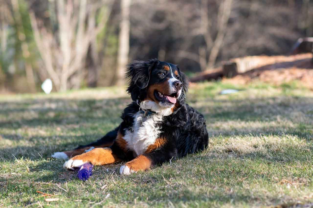 Cachorro Bernese: Beleza e Afetuosidade em Quatro Patas