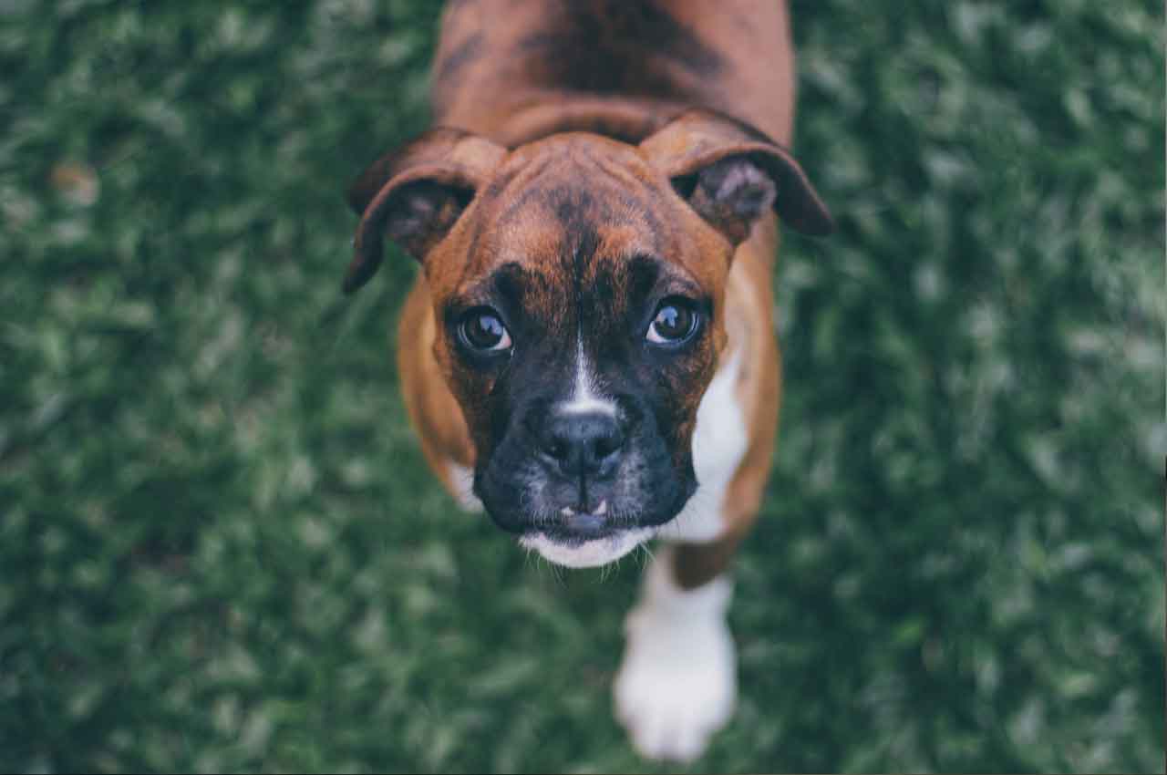 Cachorro Boxer: Companheirismo e Personalidade Marcante