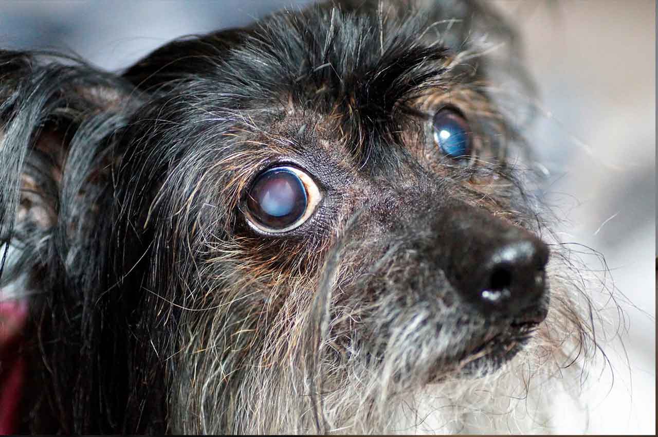Cachorro Cego: 12 Dicas e Cuidados para Ter uma Vida Feliz