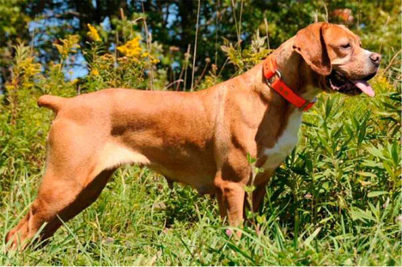 Cachorro Perdigueiro Leal Companheiro e Caçadores