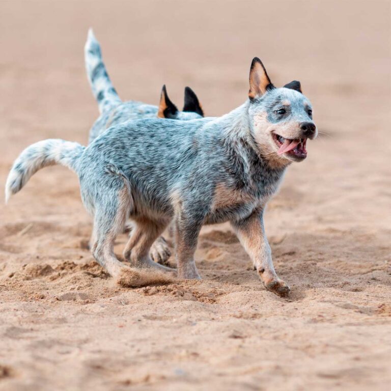 cachorro Blue Heeler