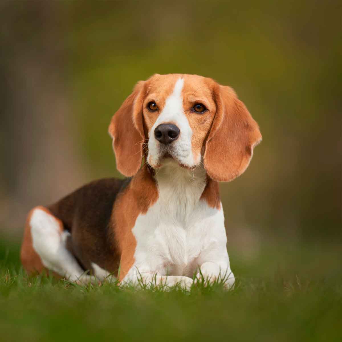 Cachorros da Orelha Grande: Conheça as Raças