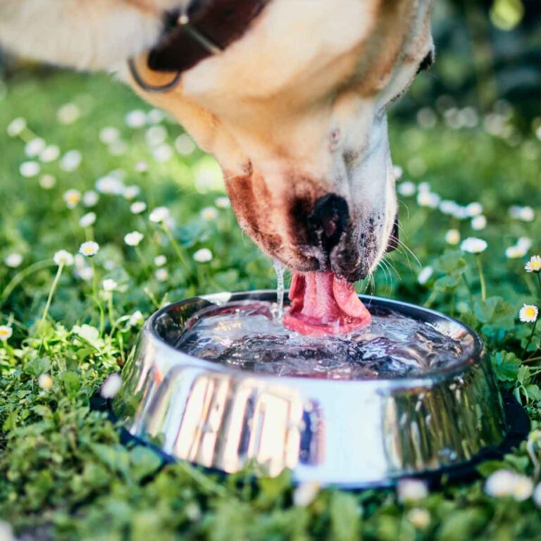 Cachorro bebendo muita água