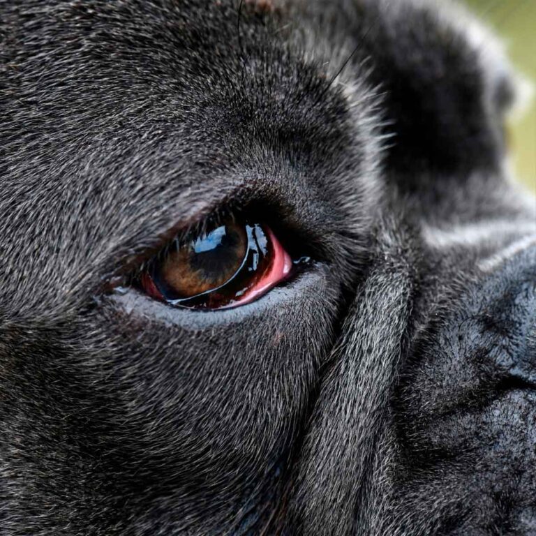 Cachorro com Olho Vermelho