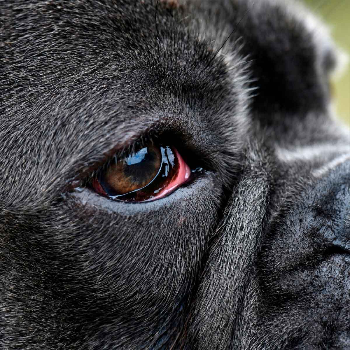 Cachorro com Olho Vermelho: Causas, Tratamentos e Prevenção