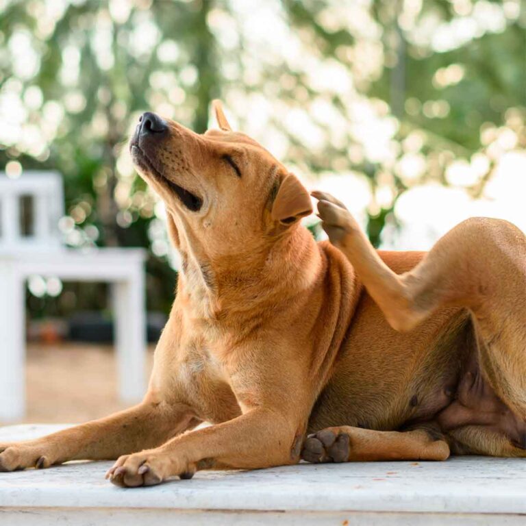 antialérgico para cachorro