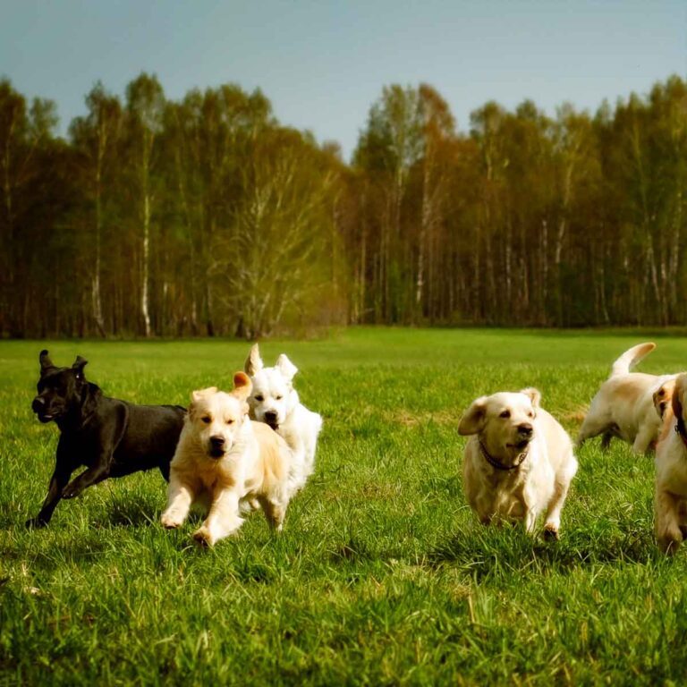 cachorros grandes raças