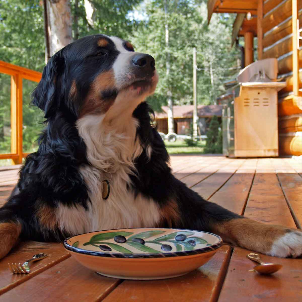 Cachorros Podem Comer Repolho