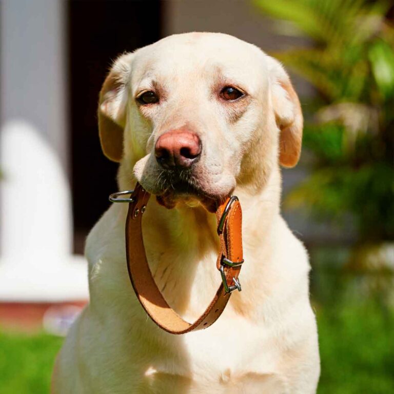 Coleiras para Cachorro