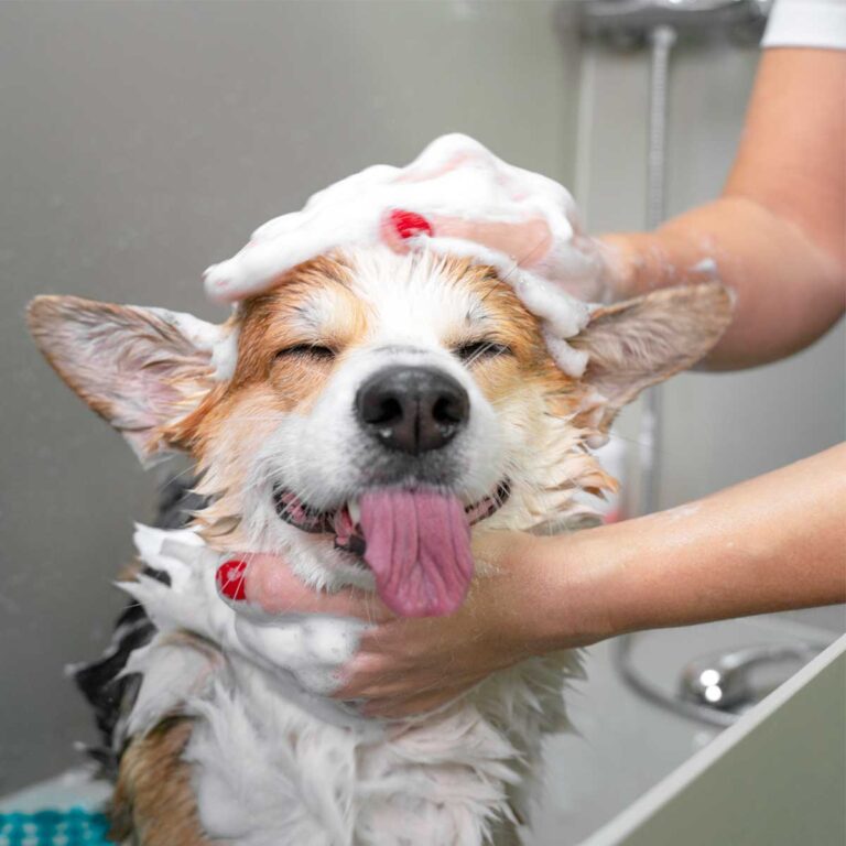 melhor shampoo para cachorro