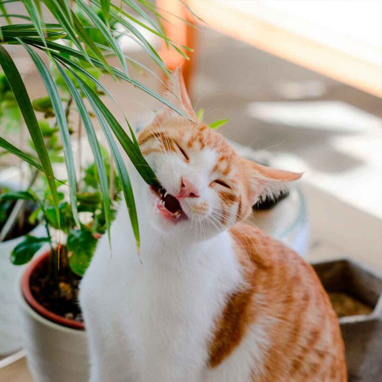 Plantas Tóxicas para Gatos