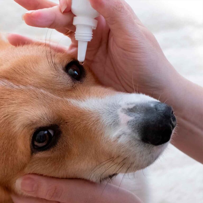 Colírio Para Cachorro