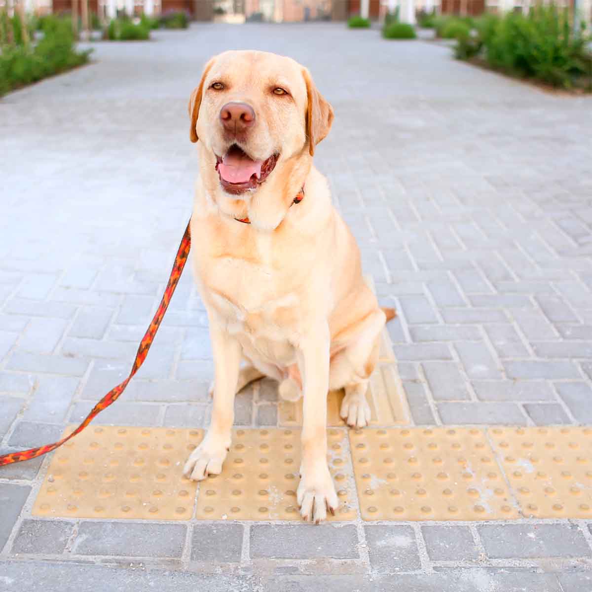 Guia para cachorro grande