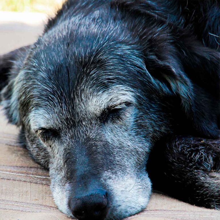 Ração Cachorro Idoso