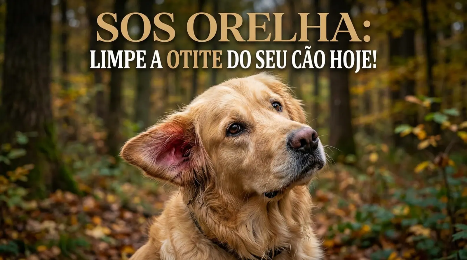 como limpar orelha de cachorro com otite