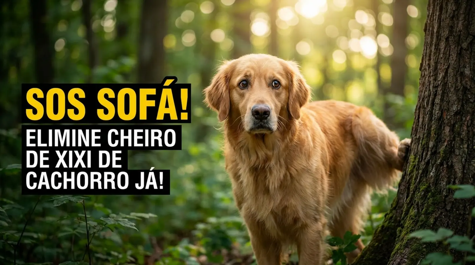 como tirar cheiro de xixi de cachorro do sofá